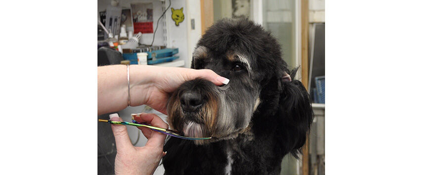 Grooming the Bernadoodle